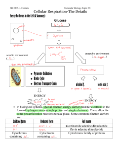 Cellular Respiration: Glycolysis, ATP Synthesis & Energy Pathways