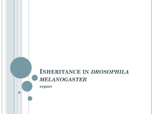 Inheritance in Drosophila melanogaster: Genetics Lab Report & Chi-Square
