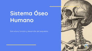 Sistema Esquel&eacute;tico Humano: Estructura, Funci&oacute;n, Desarrollo