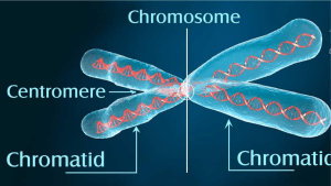 Eukaryotic Chromosome: Features, Chemical Composition & Structure