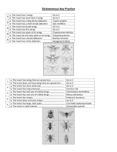 Dichotomous Key Practice: Insect & Plant Identification