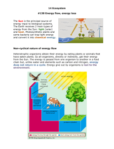 Energy Flow & Loss in Ecosystems: Food Chains, Webs & Pyramids