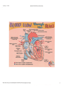 Blood Flow Through the Heart Diagram