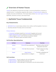 Overview of Human Tissues: Epithelial Tissue Fundamentals
