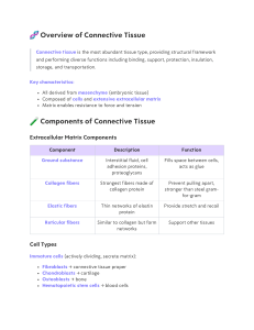 Connective Tissue Overview: Types, Components, and Functions