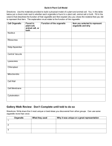 Plant & Animal Cell Model Activity | Organelle Function Worksheet