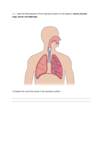 Respiratory System Worksheet: Anatomy & Gas Exchange