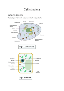 Cell Structure: Eukaryotic & Prokaryotic Cells, Organelles & Microscopy