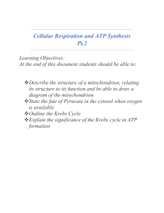 Cellular Respiration & ATP Synthesis: Link Reaction & Krebs Cycle