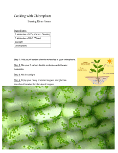 Cooking with Chloroplasts: Understanding Photosynthesis Recipe