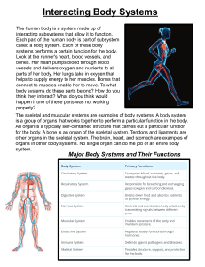 Interacting Body Systems: Functions, Homeostasis & Worksheet