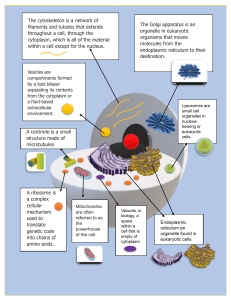 Cell Organelles & Structures: A Comprehensive Diagram & Definitions