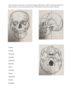 Human Skull Bone Coloring Worksheet | Anatomy Exercise