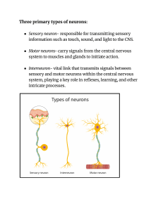 Types of Neurons: Sensory, Motor, Interneurons