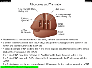 Ribosomes & Translation: Molecular & Cell Biology Lecture Notes