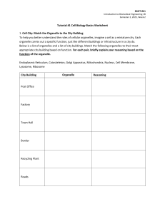 Cell Biology Basics Worksheet: Organelles & Tissue Types for BMET1961