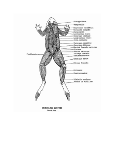 Toad Muscular System: Dorsal & Ventral View Diagram
