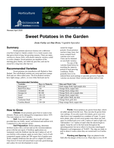 Growing Sweet Potatoes: A Gardener's Guide