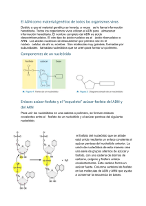 Biologia Molecular - Ácidos nucleicos