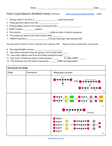 Calvin Cycle Worksheet: Photosynthesis & Carbon Fixation Explained