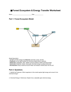 Forest Ecosystem & Energy Transfer Worksheet | Biology & Ecology