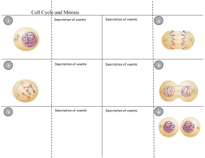 Cell Cycle and Mitosis Worksheet: Diagram, Phases & Events
