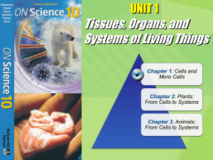 High School Biology: Cells, DNA, Mitosis, and Living Systems