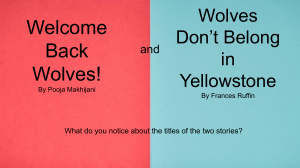 Wolves in Yellowstone: Reintroduction Debate & Ecosystem Impact