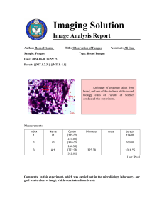 Fungus Image Analysis Report: Observation & Measurement from Bread