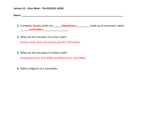 Nucleic Acids Class Work: DNA, RNA Structure & Functions