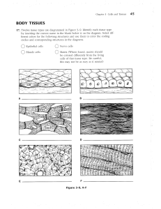 Cells and Tissues: Anatomy Workbook Exercise