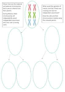 Meiosis: Crossing Over & Gamete Formation Without Independent Assortment
