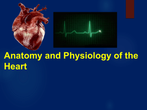 Anatomy and Physiology of the Heart: A Comprehensive Guide