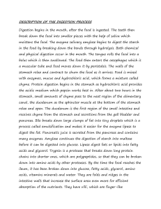 Human Digestion Process: An Overview