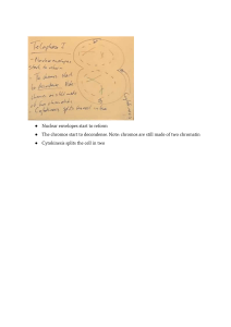 Mitosis & Meiosis: Cell Division Lecture Notes