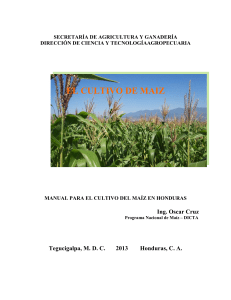 2013,-Manual-cultivo-de-maiz--G