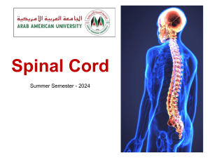 Spinal Cord Anatomy, Functions, Nerves & Reflexes | University Lecture