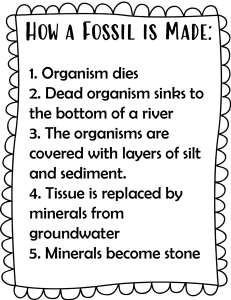 How Fossils Are Made: A Simple Explanation