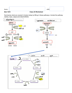 Metabolism Pathways Worksheet: Glycolysis, Citric Acid Cycle