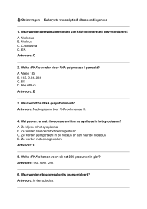 Oefenvragen Eukaryotische Transcriptie & Ribosoombiogenese