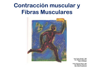 Contracci&oacute;n Muscular y Fibras Musculares: Fisiolog&iacute;a y Entrenamiento