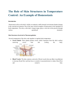 Skin Structures in Temperature Control: Homeostasis Explained