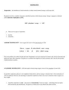 Respiration: Aerobic & Anaerobic Processes in Biology