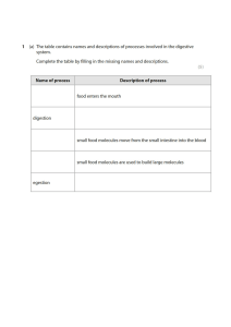 Digestive System Processes Worksheet
