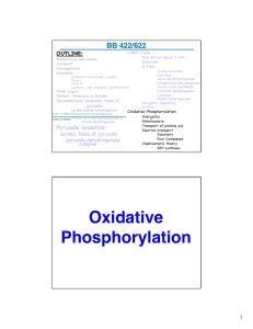 Oxidative Phosphorylation & Metabolism Outline