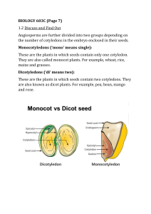 Monocotyledons vs Dicotyledons: Angiosperm Classification in Biology