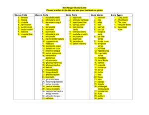 Anatomy Study Guide: Muscle & Bone Parts, Names, and Types