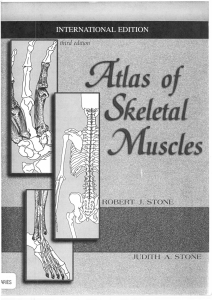 Atlas of Skeletal Muscles: International Edition by Robert J. Stone
