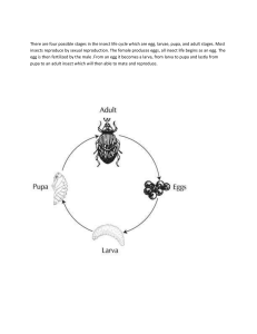 Insect Life Cycle Diagram: Stages of Development