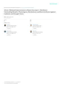 Silicon Improves Maize Resilience to Cadmium & Drought Stress